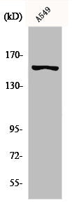 GPR116 Antibody