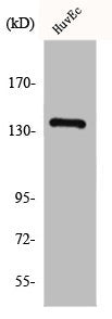 GPR126 Antibody