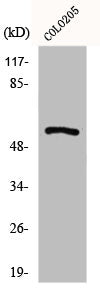 GPR176 Antibody