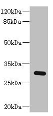 BPGM Antibody