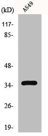 GPR82 Antibody