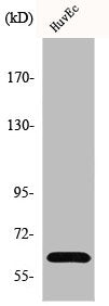GRB14 Antibody