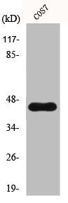 CYTH3 Antibody