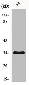 GRTP1 Antibody