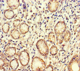 BUB1 Antibody