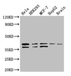 BUB3 Antibody