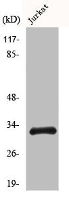 CCNB1IP1 Antibody