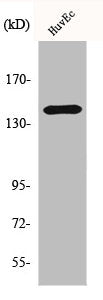 MAP4K4 Antibody
