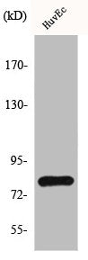 HIPK4 Antibody