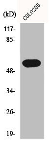 HRH1 Antibody