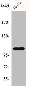 HDAC7A Antibody