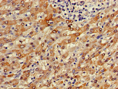 FUOM Antibody