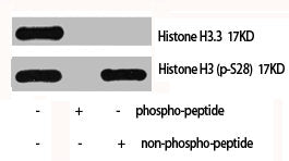 Histone H3.3 Antibody