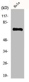 HKR1 Antibody