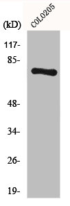 HLX Antibody