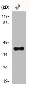 HNRNPD Antibody