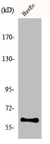 HNRNPLL Antibody