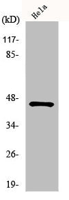 HORMAD1 Antibody