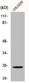 HOXA7 Antibody