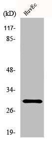 HOXB5 Antibody
