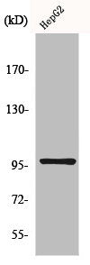 MAP4K1 Antibody