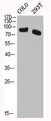 HSF1 Antibody
