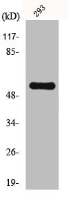 CDK5RAP3 Antibody