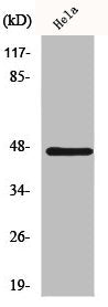 HSFX1 Antibody