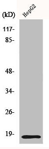 ID4 Antibody