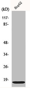 IFITM3 Antibody
