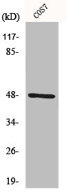 IKBKG Antibody