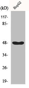 IKBKG Antibody