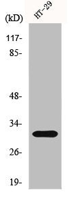 IL5 Antibody
