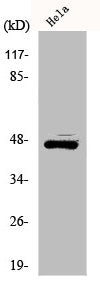 ILKAP Antibody