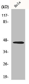 INHBB Antibody