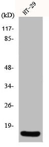 INSL4 Antibody