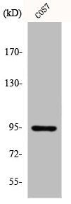 INSR Antibody