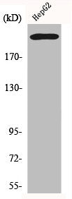 ITGB4 Antibody