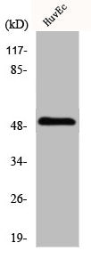 ITPKA Antibody