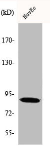 PNPLA8 Antibody