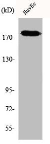 IQGAP3 Antibody