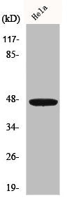 IRF4 Antibody
