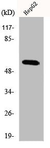 BAIAP2L1 Antibody