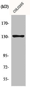 JMY Antibody