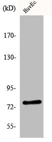 KAL1 Antibody