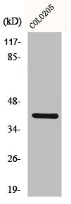 CDKL1 Antibody