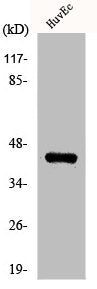 ZNF24 Antibody