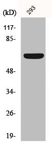 KCNA3 Antibody