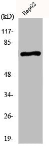 KCNC2 Antibody