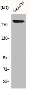 LAMA4 Antibody